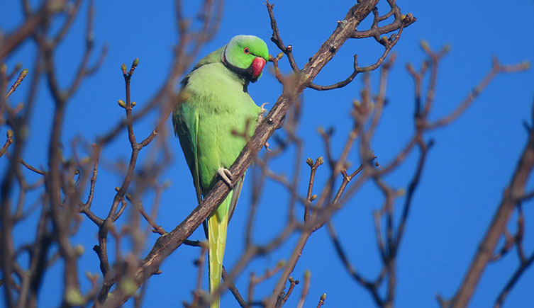 Parakeet perched in a leafless tree