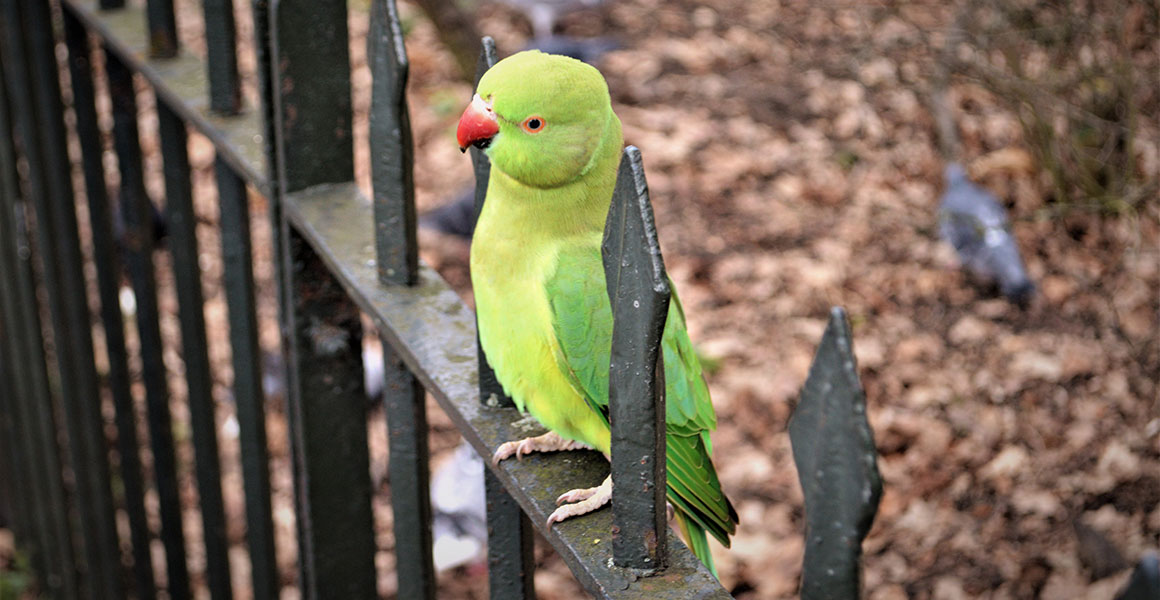 Ring-necked parakeet perched on a fence in Hyde Park, London