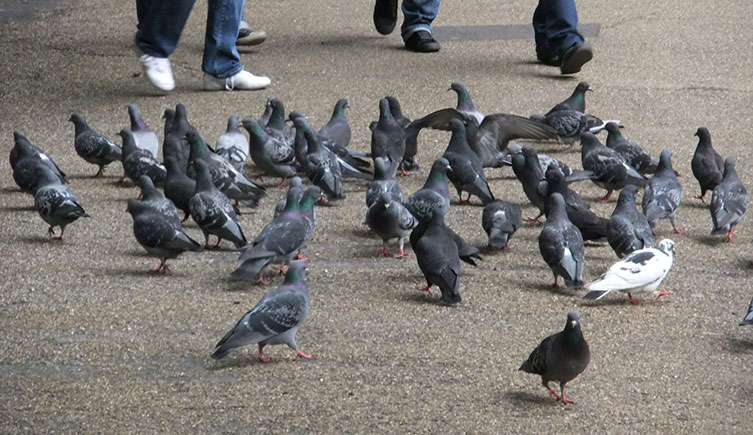 A flock of pigeons on the ground