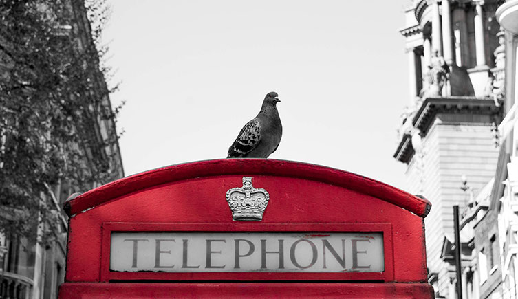 Pigeon perched on top of a red telephone box