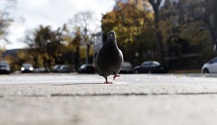 Photo taken along the ground of a pigeon walking down the middle of a road with a car in the distance