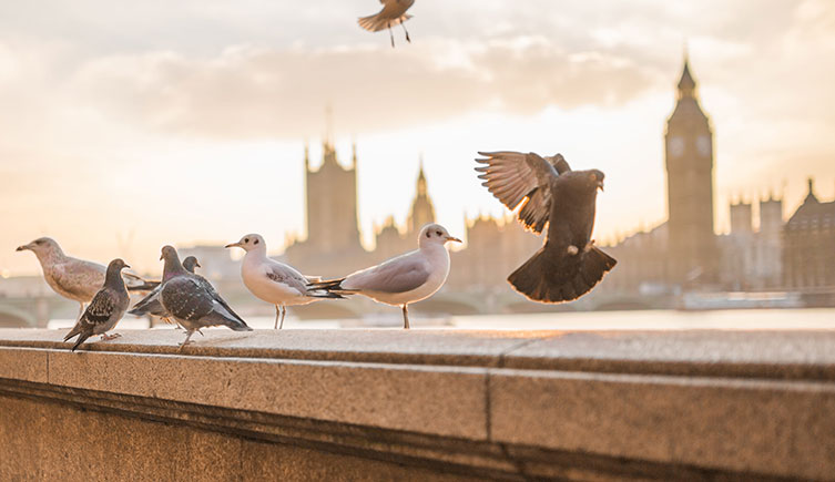 Gulls and pigeons on the wall next to the River Thames, opposite Big Ben