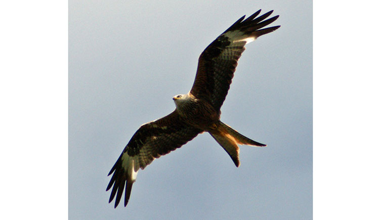 Red kite seen from below