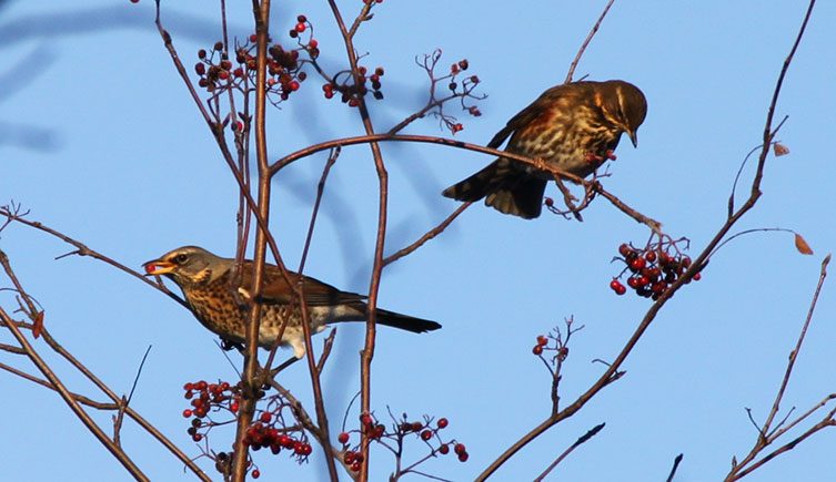 A fieldfare and redwing perched in a leafless tree eating berries