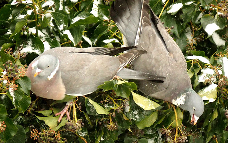 Two woodpigeons clinging to snow-covered ivy, one with a berry in its mouth