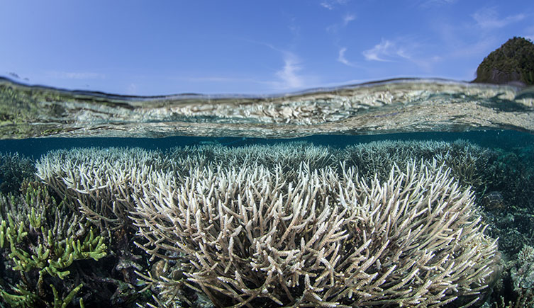 Bleached white corals among more colourful corals in clear, shallow water