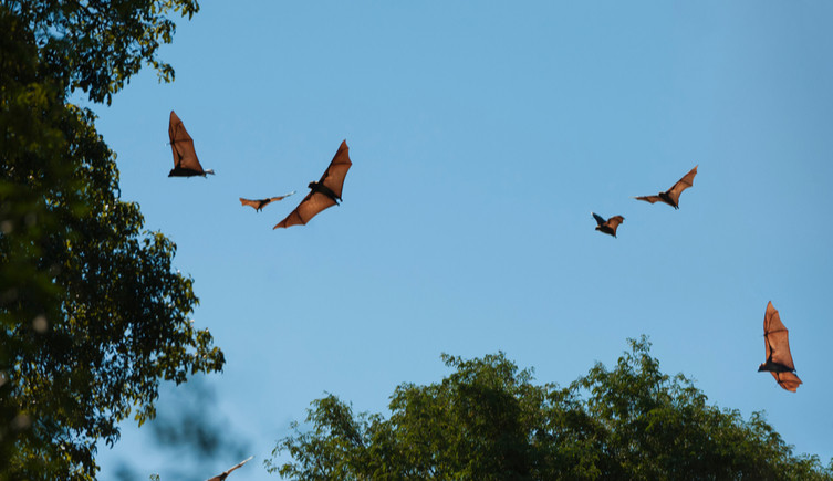 Fruit bats fly in the air above forest trees