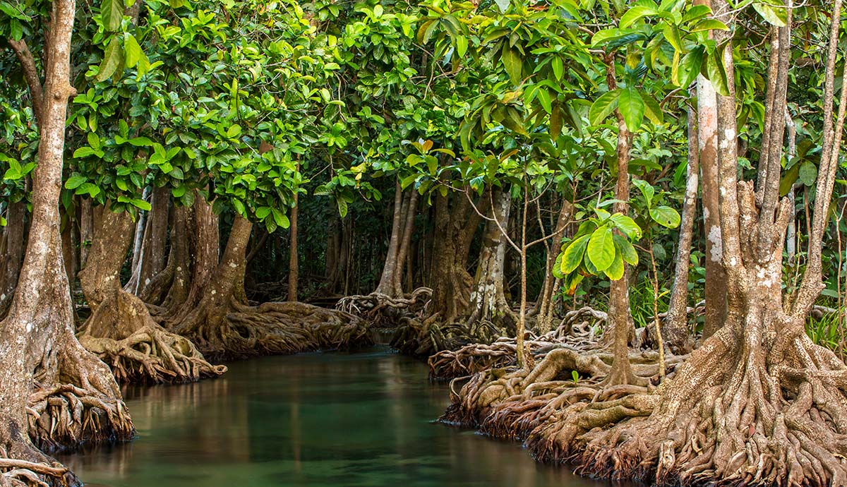 A photo of a swamp surrounded on either side by mangrove trees with their stilt roots.