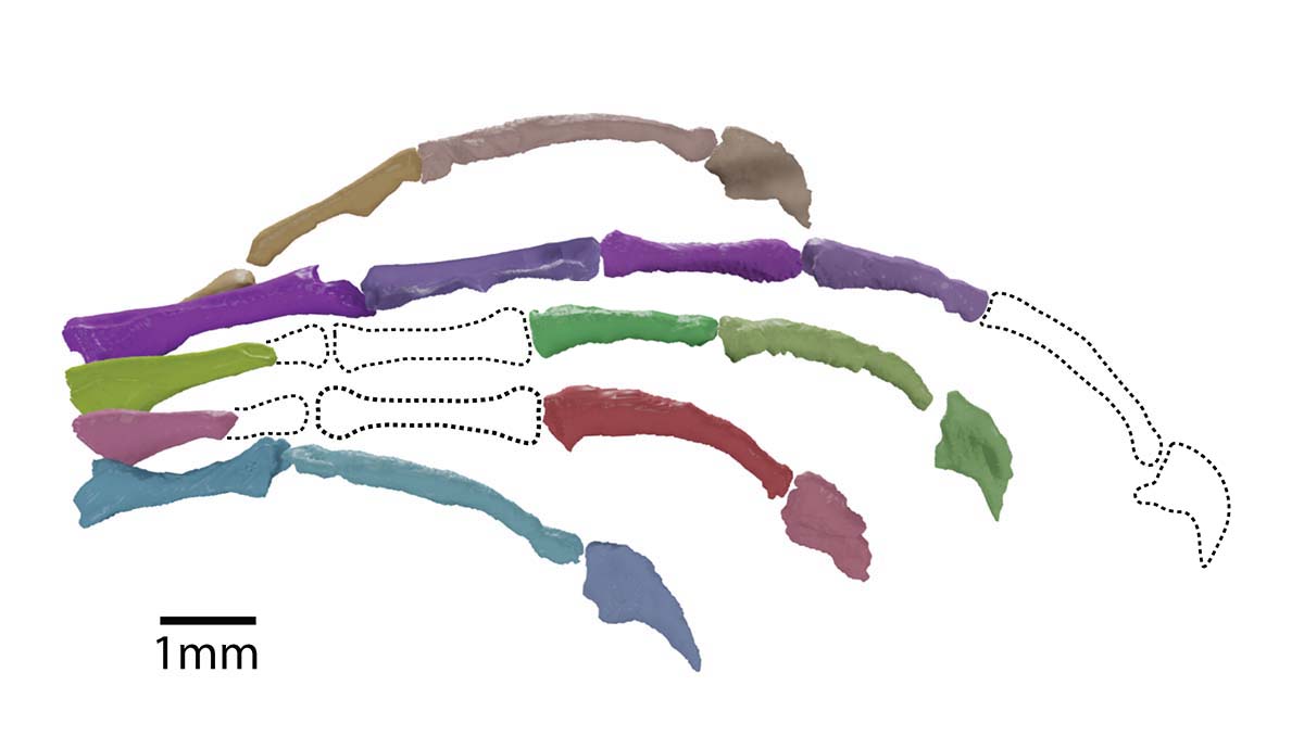 A close-up on a scan of Marmoretta's hand, showing the bones that are present and outlines of what missing bones would likely have been like.