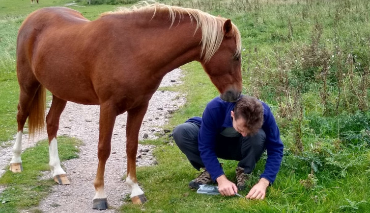 A horse stands over a man sampling white clovers