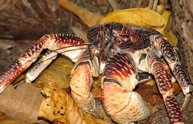 A coconut crab amongest leaf litter.