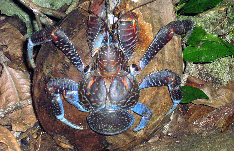 A small coconut crab climbing onto a brown coconut.