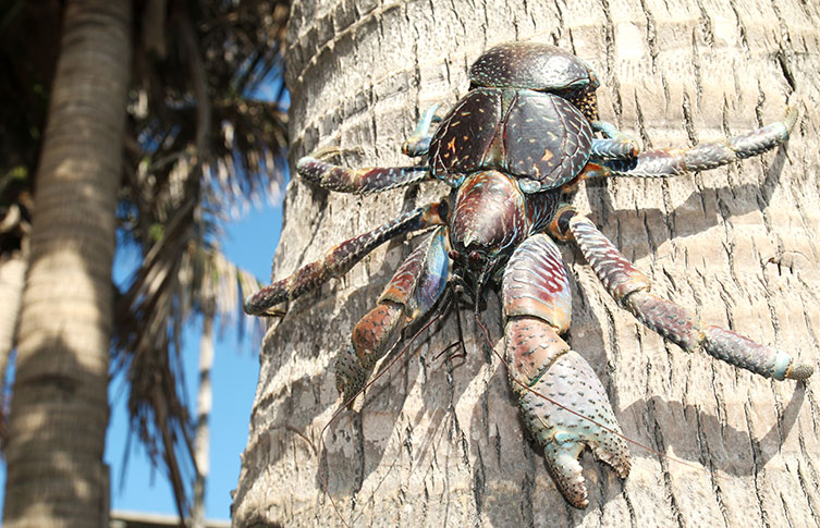 A coconut crab climbing down a palm tree.