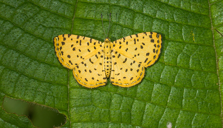 A yellow butterfly with black spots sits on a green leaf