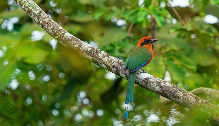 A bright green and yellow bird sits on a branch in the middle of a dark green rainforest.