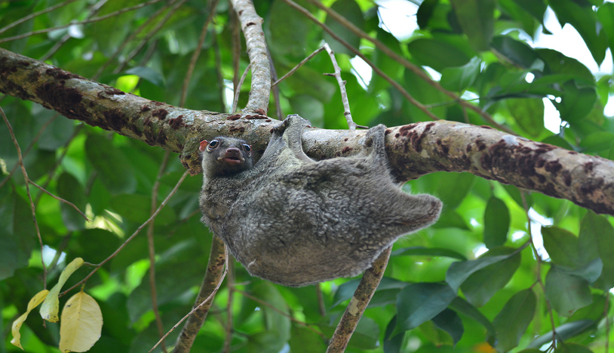 Colugo hanging from a tree