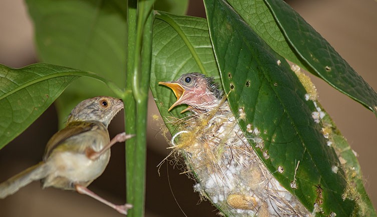 Beautiful Bird Nests in the World