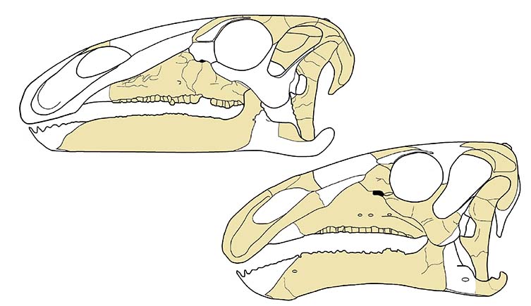 A skull diagram of Comptonatus in the top left and Mantellisaurus in the bottom right, with known fossils highlighted in yellow.