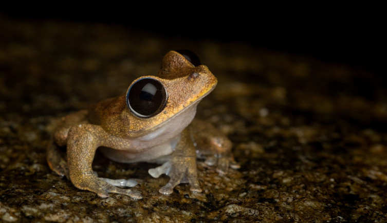 A brown frog with large black eyes stands on soil