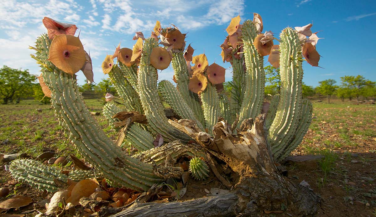 Hoodia gordonii cactus with flowers.