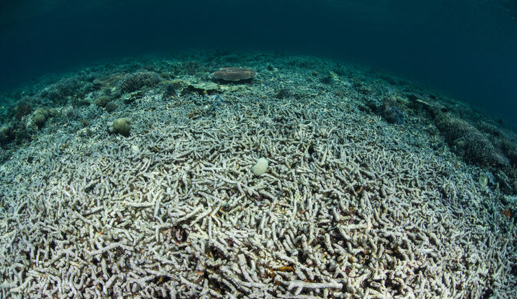 A bleached coral reef