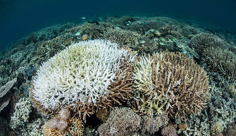 A coral reef with corals bleached white from stress.