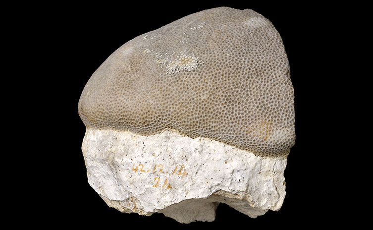 A white honeycomb-like coral on top of a solid piece of white rock.