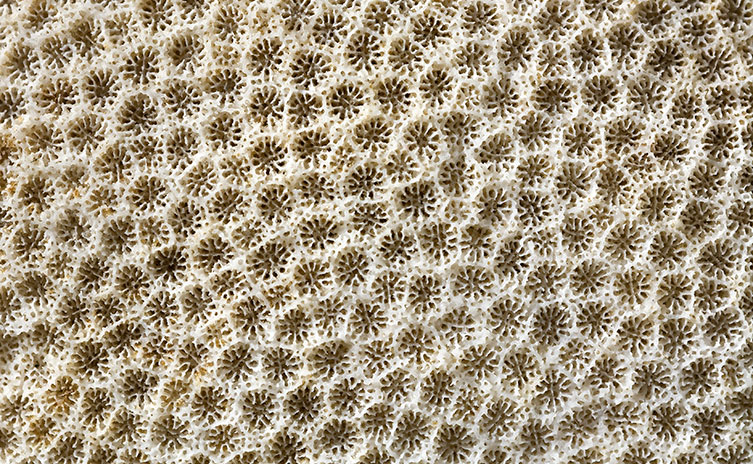 A close up of hexagonal structures in the surface of a coral specimen.