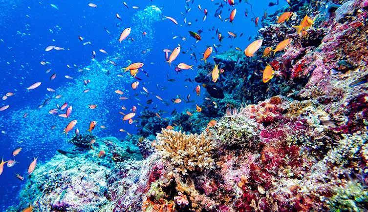 A coral reef with fish