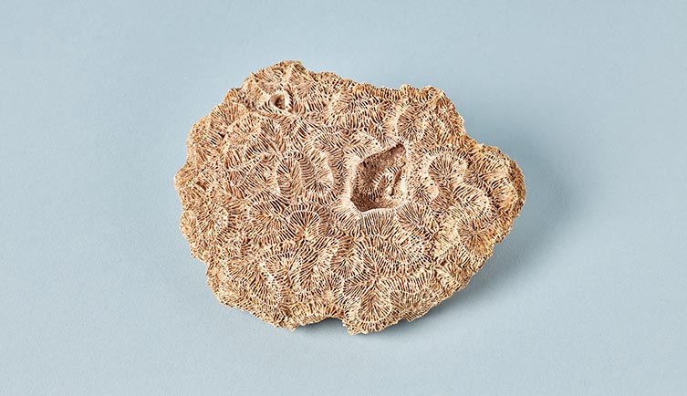 A coral skeleton