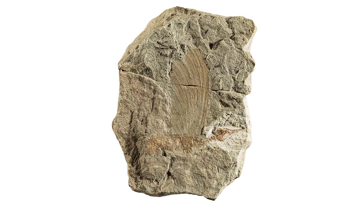 A rock containing a Mirasaura fossil preserving its head and part of its spine with a large fan-like structure emerging from its back