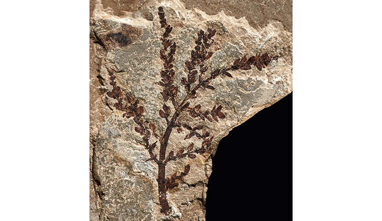 A fossilised plant embedded in a rock.