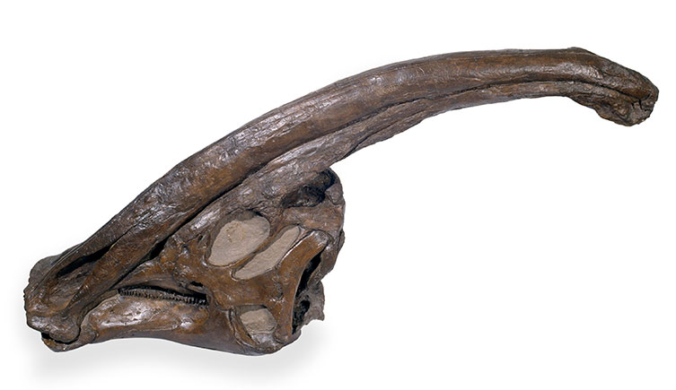 A Parasaurolophus skull