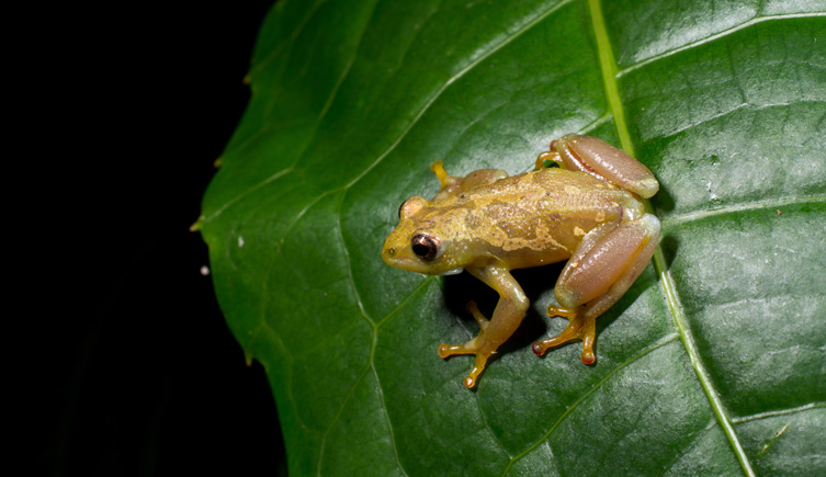The spiny-throated reed frog, Hyperolius ukaguruensis, sitting on a leaf