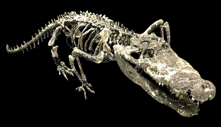 The skeleton of Amphicotylus milesi