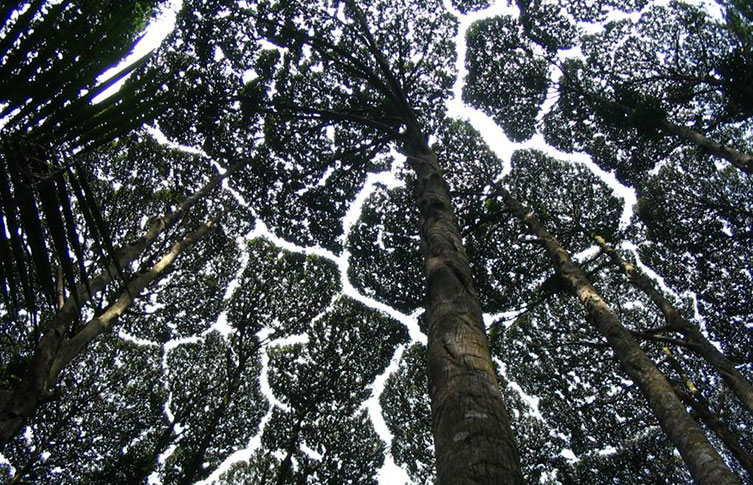 A view of crown shyness in Malay camphor trees, taken from ground level