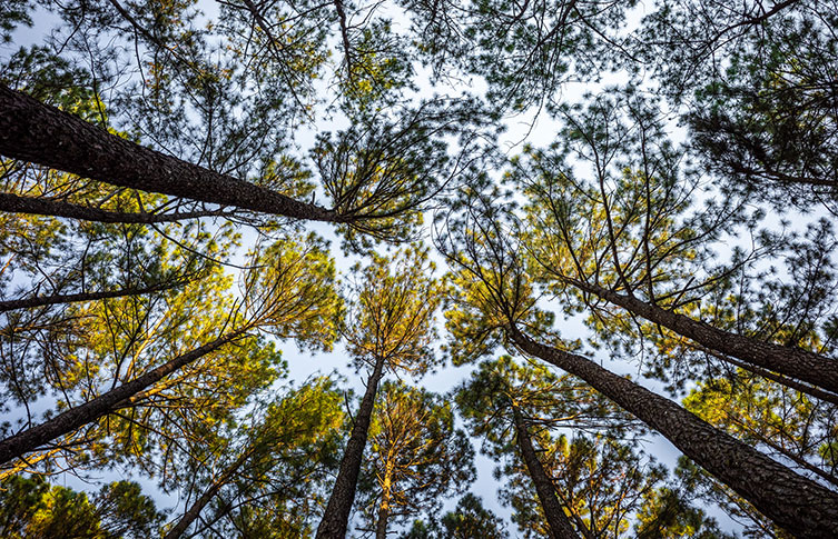 Pine trees displaying crown shyness