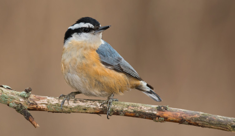 A red-breasted nuthatch stands on a tree branch.