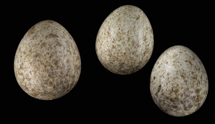 A cuckoo egg (left) compared to two Sardinian warbler eggs (right).