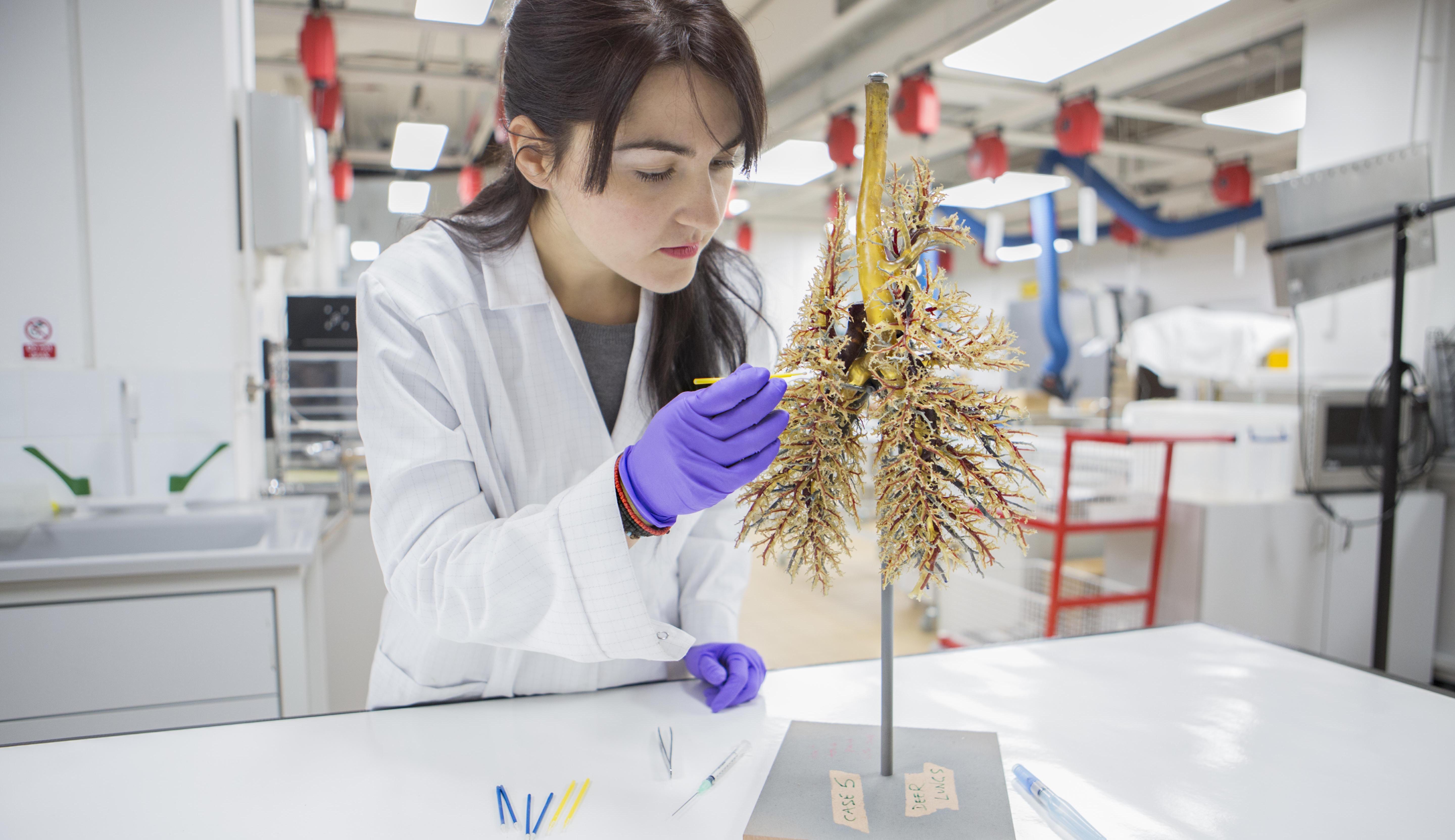 Senior Conservator Efstratia Verveniotou carefully cleans the fallow deer lungs