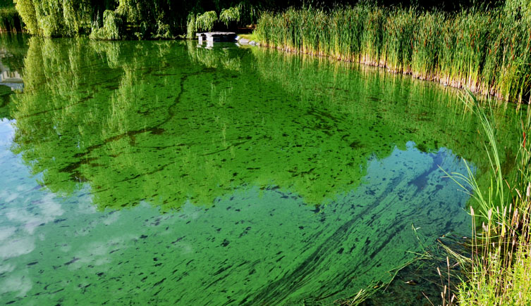 A lake covered in a mat of cyanobacteria.