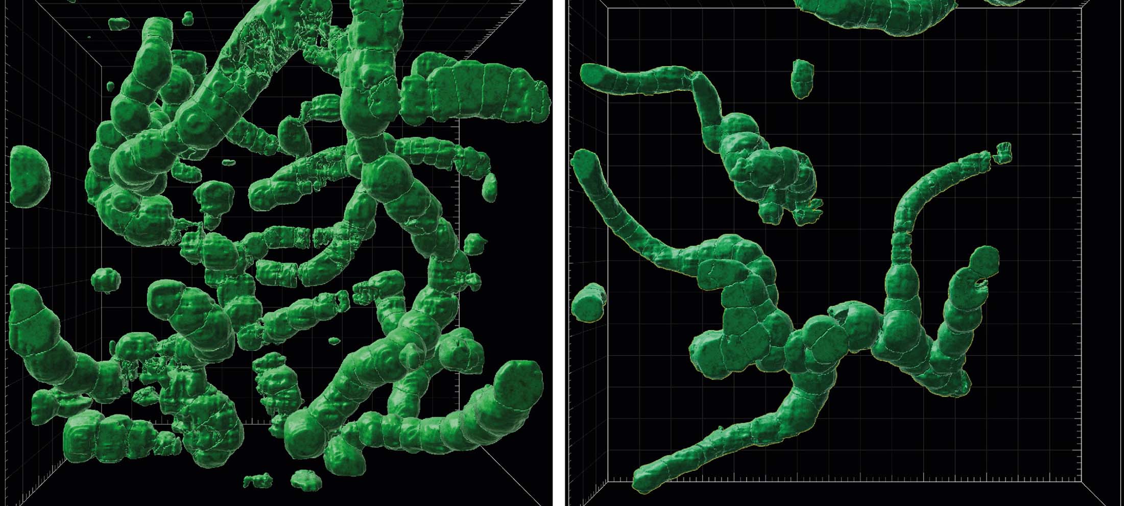 3D computer reconstructions of Langiella scourfieldii.