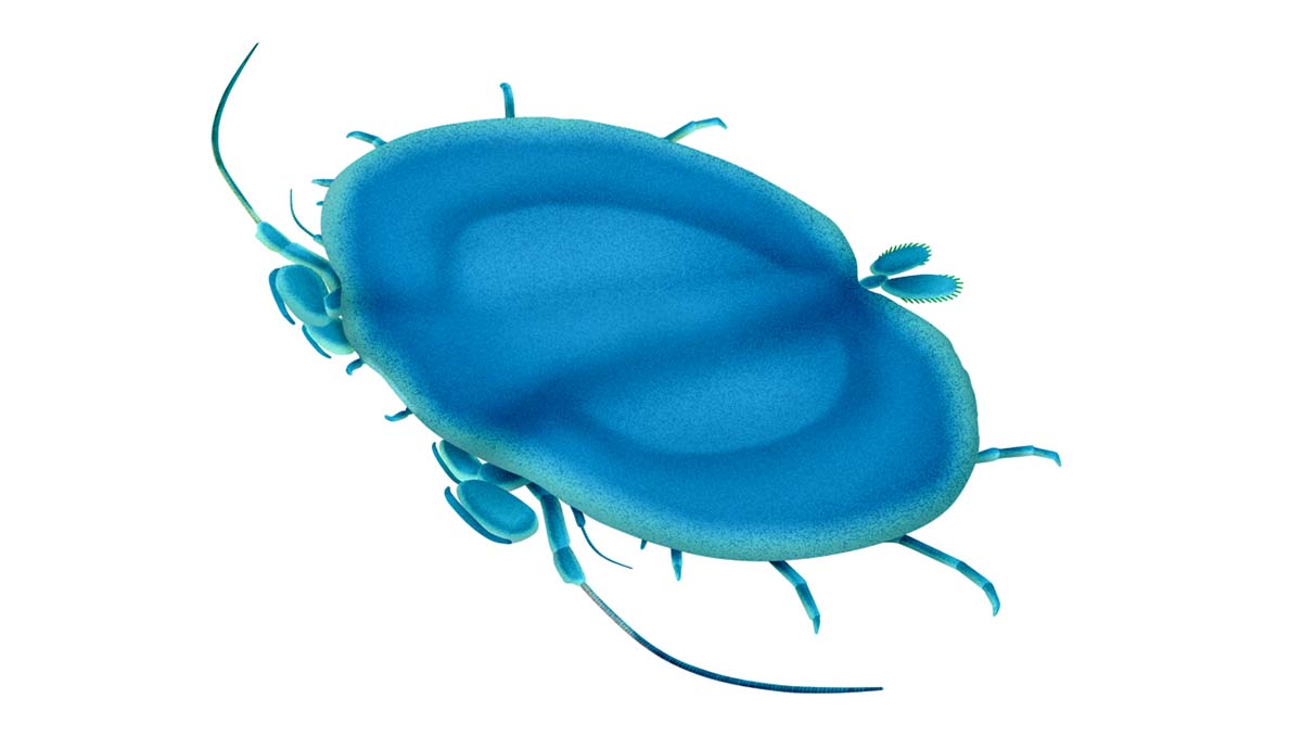 An artist's impression of what the cyclidan Brittaniclus rankini might have looked like, with a large rounded blue body from which legs, antennae and other appendages emerge.