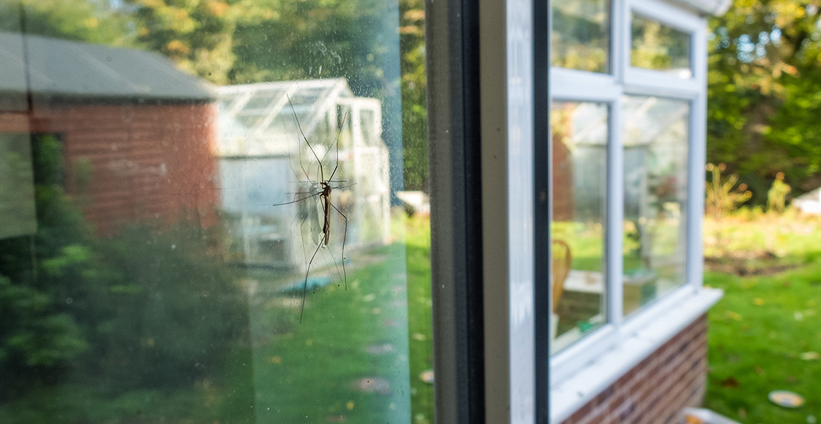 A cranefly sits on a cottage window that shows a reflection of a garden and glasshouse