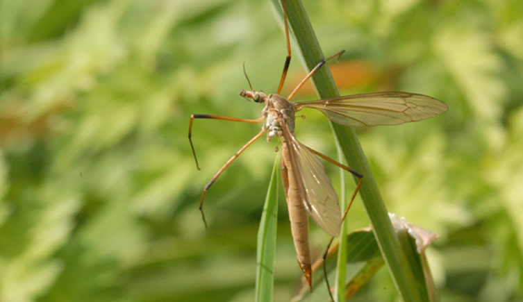 A cranefly sits on green leaves