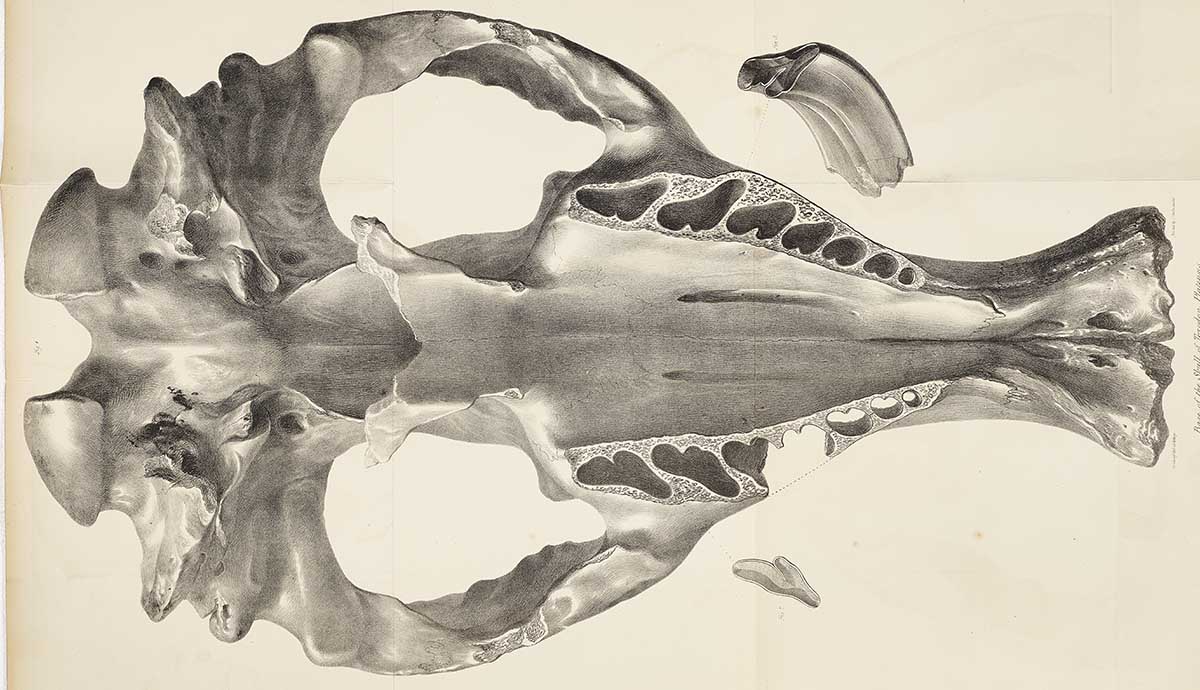 A black and white illustration of the underside of a Toxodon skull. 