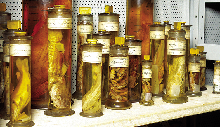 Fishes type specimens in the Natural History Museum Tank Room