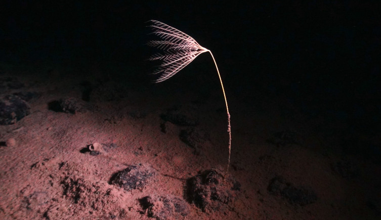 A crinoid pictured on the seabed.
