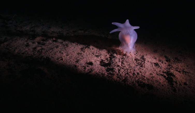 A pale sea cucumber photographed in the deep sea.