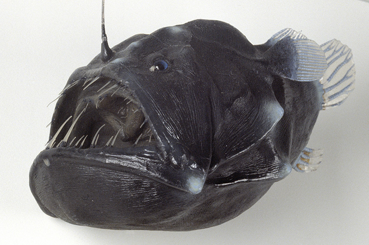 A back seadevil